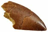 Serrated, Raptor Tooth - Real Dinosaur Tooth #243696-1